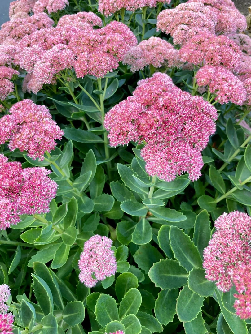 [八宝景天] 1盆1加仑多年生宿根多肉植物庭院耐寒耐热