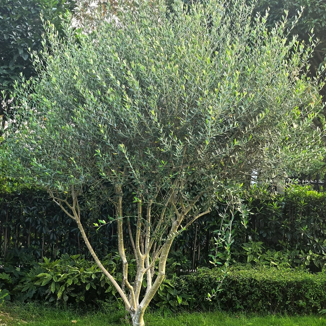 [油橄榄] 1盆3加仑（1米5）带盆庭院植物造景常绿灌木观赏