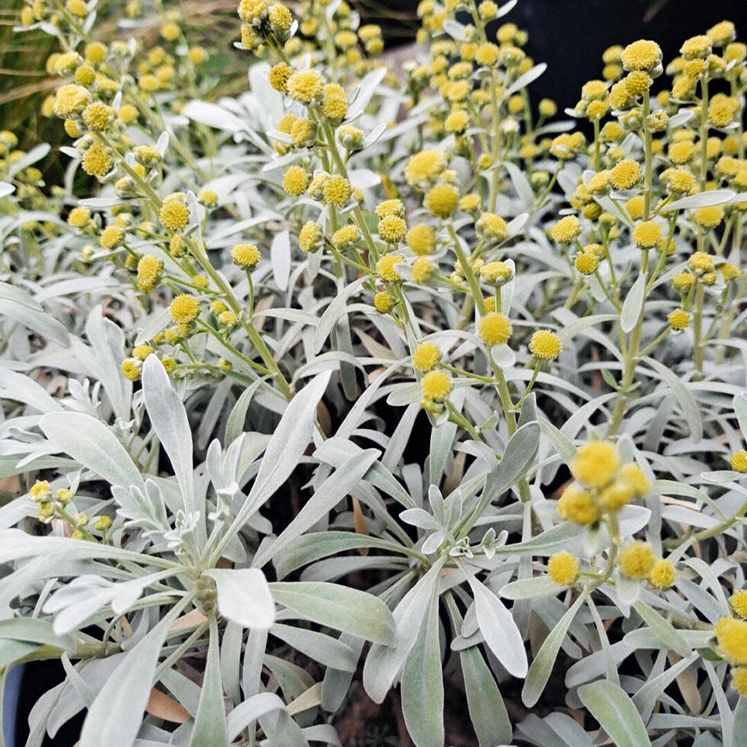 [芙蓉菊] 1盆2加仑 多年生花境植物室外观叶花卉耐寒耐热