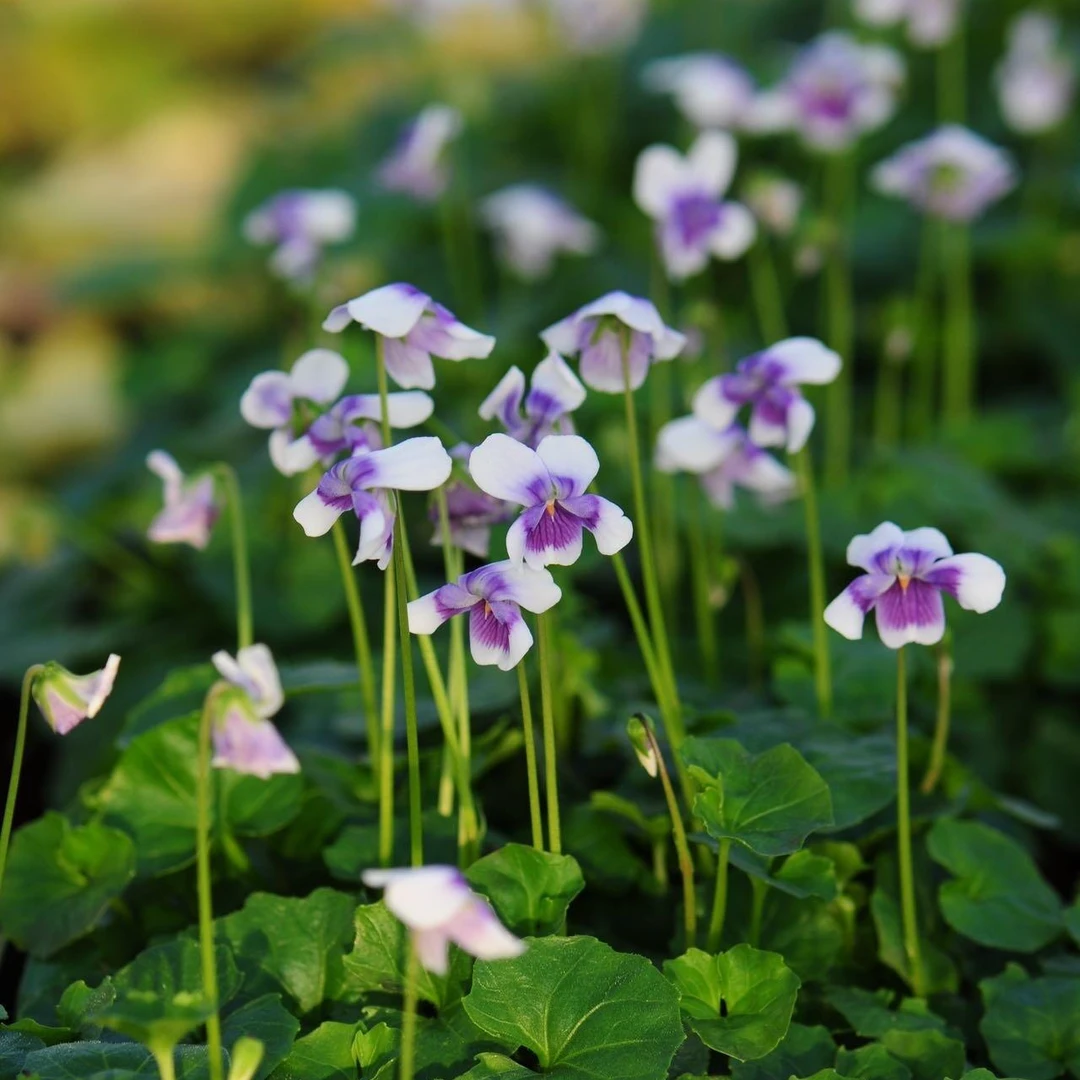 [熊猫堇] 1加仑1盆 多年生宿根地被植物可地栽垂吊耐阴耐晒花卉