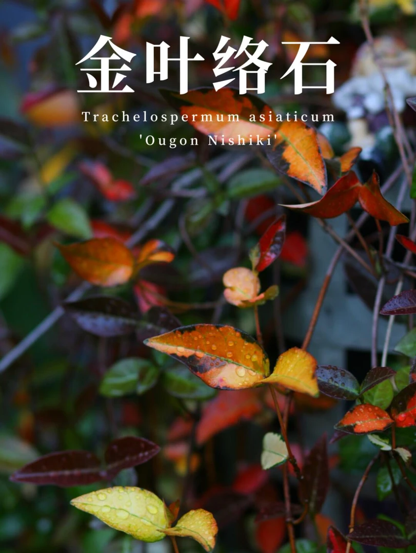 [络石两色自选] 1加仑1盆 耐寒观叶多年生室外庭院叶子颜色多变