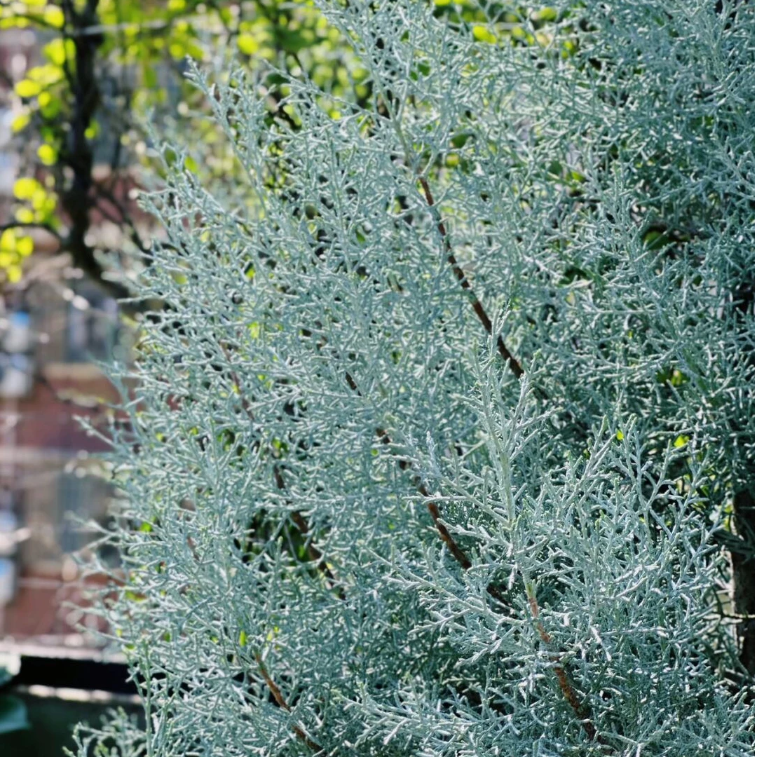 [蓝冰柏] 1盆5加仑 宿根多年生景观花卉耐寒耐热多年生