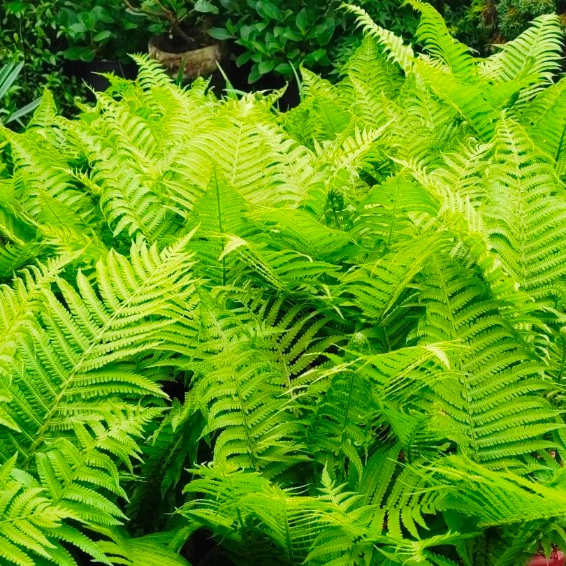 [荚果蕨] 1盆1加仑 蕨类植物庭院阳台多年生耐寒耐热耐半阴蕨类