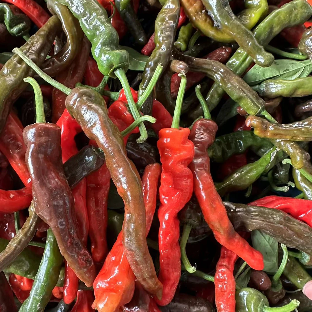 紫红皱皮椒 3斤（爆辣爆香）   ±100g