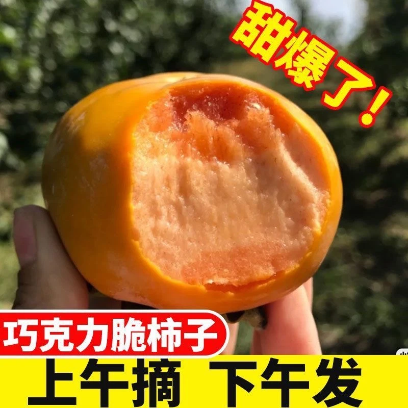 z正宗山西阳丰巧克力脆甜柿甜好吃现摘现发新鲜水果