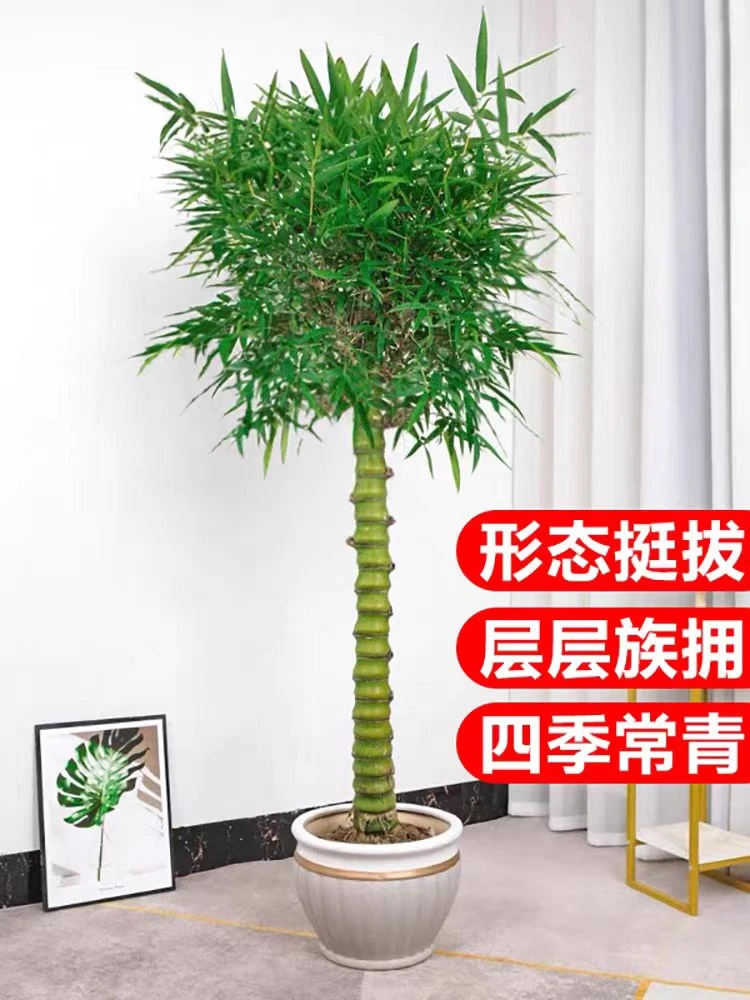 佛肚竹名贵素材茶室客厅庭院禅意竹子罗汉竹竹报平安种植丛林翠绿