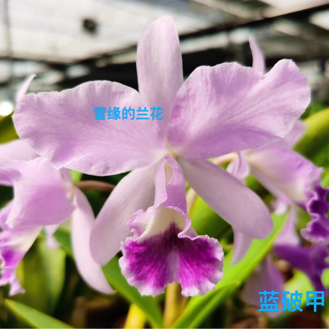 卡特兰兰花 蓝破甲 中花型清香 花期长 易养花花