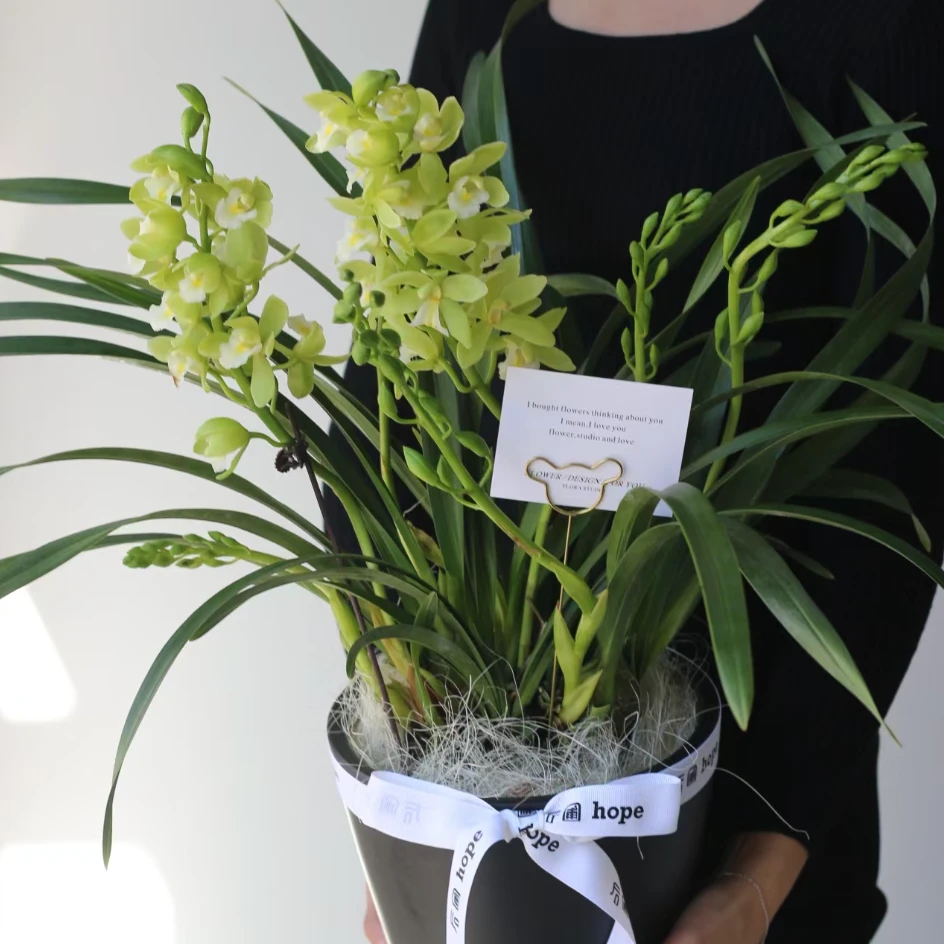 【绿精灵】大花蕙兰室内绿色系年宵花（0°以下拍保温棉不拍不售后）