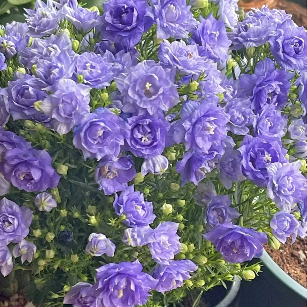 丹麦风铃 风铃花 紫色花朵 颜值高 云南发货 阳台庭院地栽
