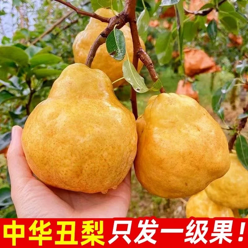 正宗烟台中华丑梨香甜爆汁