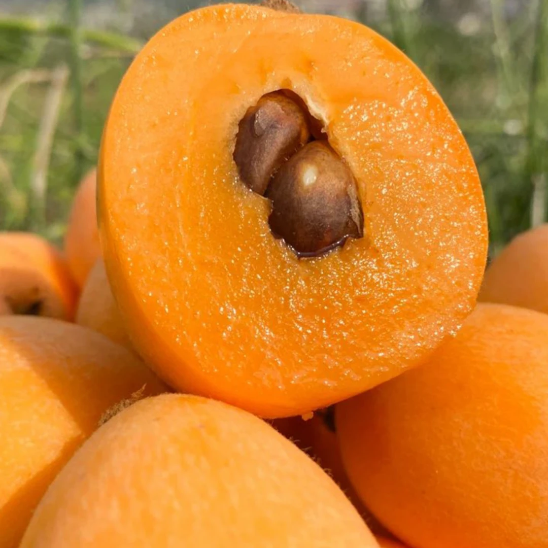 【精选农家优质金黄大五星枇杷】新鲜采摘多汁天然老少皆宜好吃品质