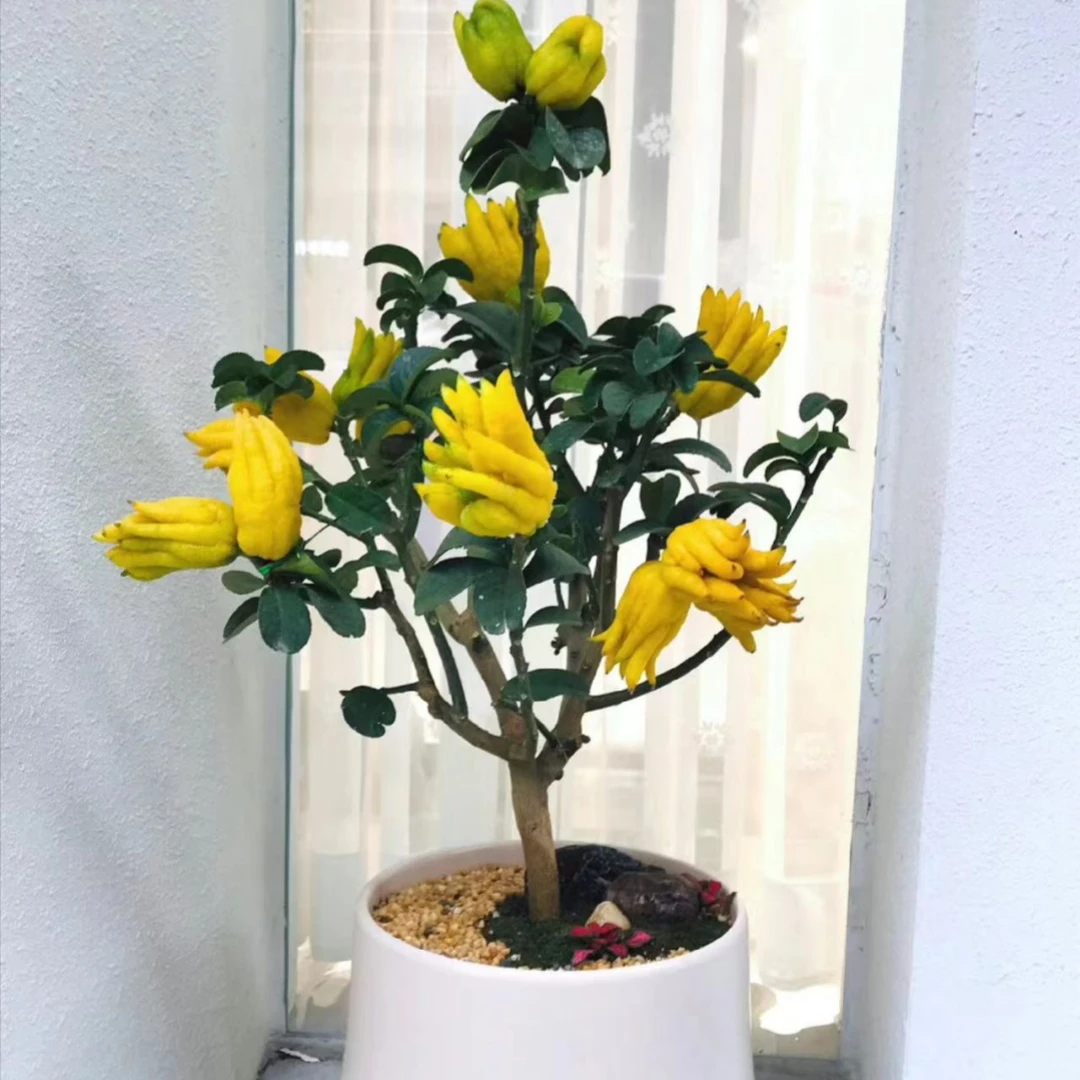 佛手树盆栽带果佛手柑树苗可食用金华新鲜佛手瓜办公室庭院绿植物