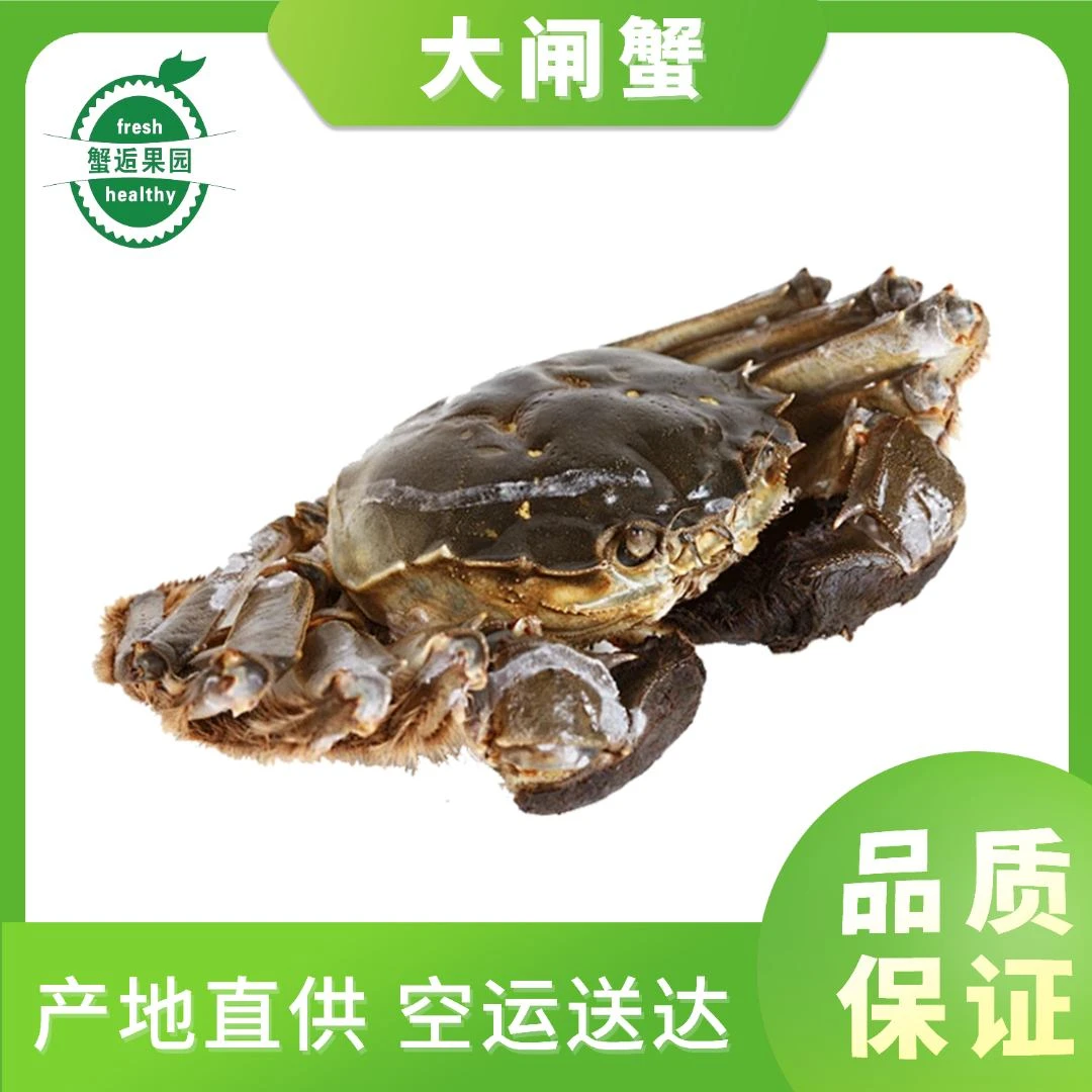 鲜活大闸蟹1.5两8只【全母蟹】