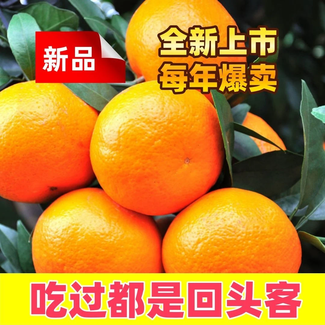 【果园直发】广西金秋砂糖橘当季新鲜水果薄皮沙糖桔子蜜桔蜜橘子
