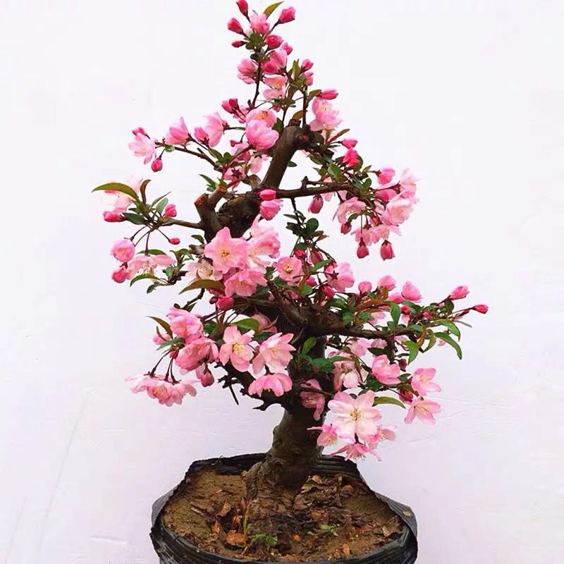 一物一拍四季开花重瓣海棠花盆栽花卉观花植物室内盆景树桩大花苗
