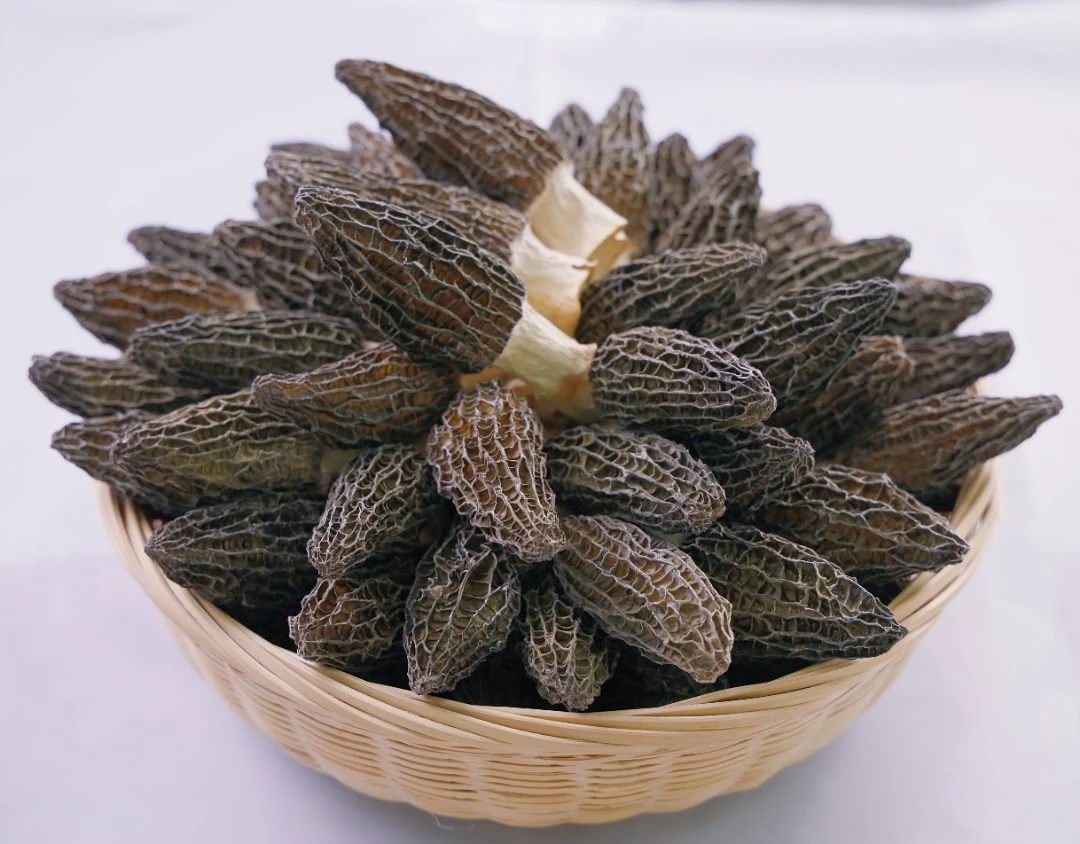 C3高海拔仿野生5-8头茬羊肚菌。散装肉质厚营养价值高