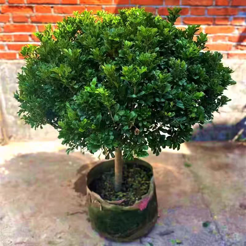 客厅米兰花盆栽棒棒糖花卉植物室内四季开花带花苞浓香老桩绿植