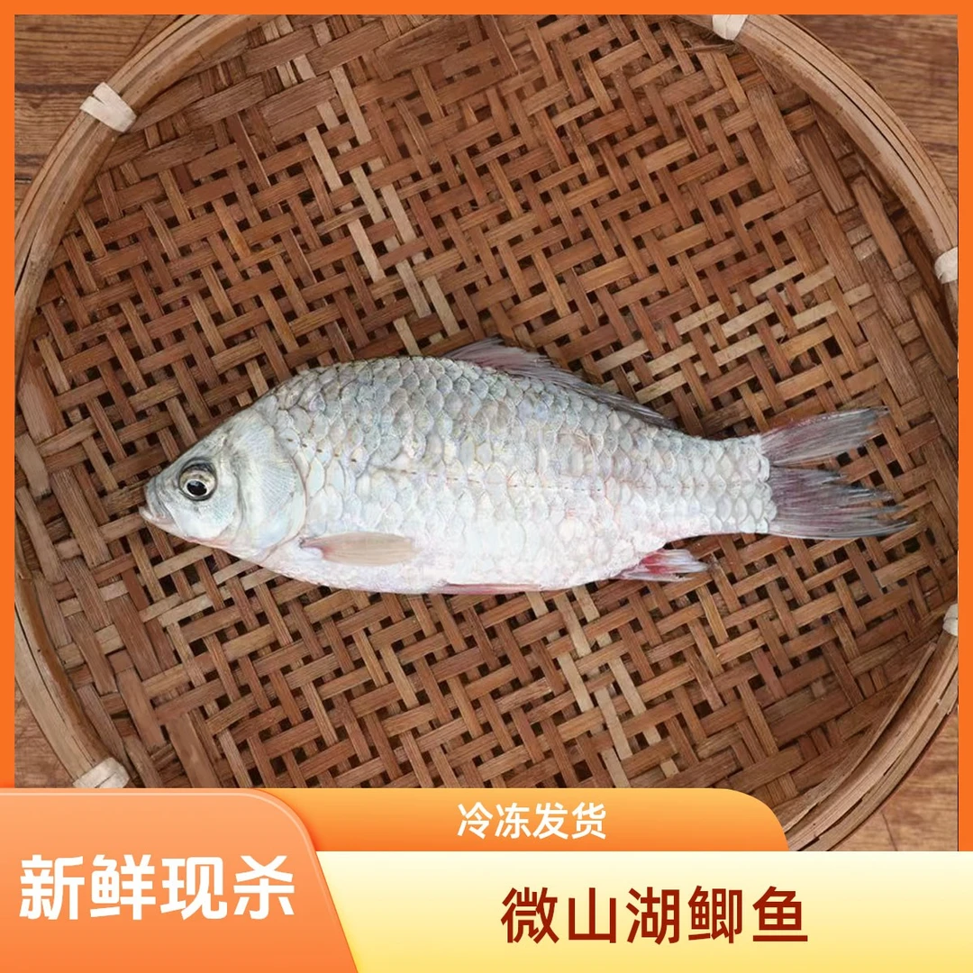 微山湖野生大鲫鱼新鲜现杀去内脏鳃鳞土鲫鱼孕妇下奶锁鲜顺丰包邮