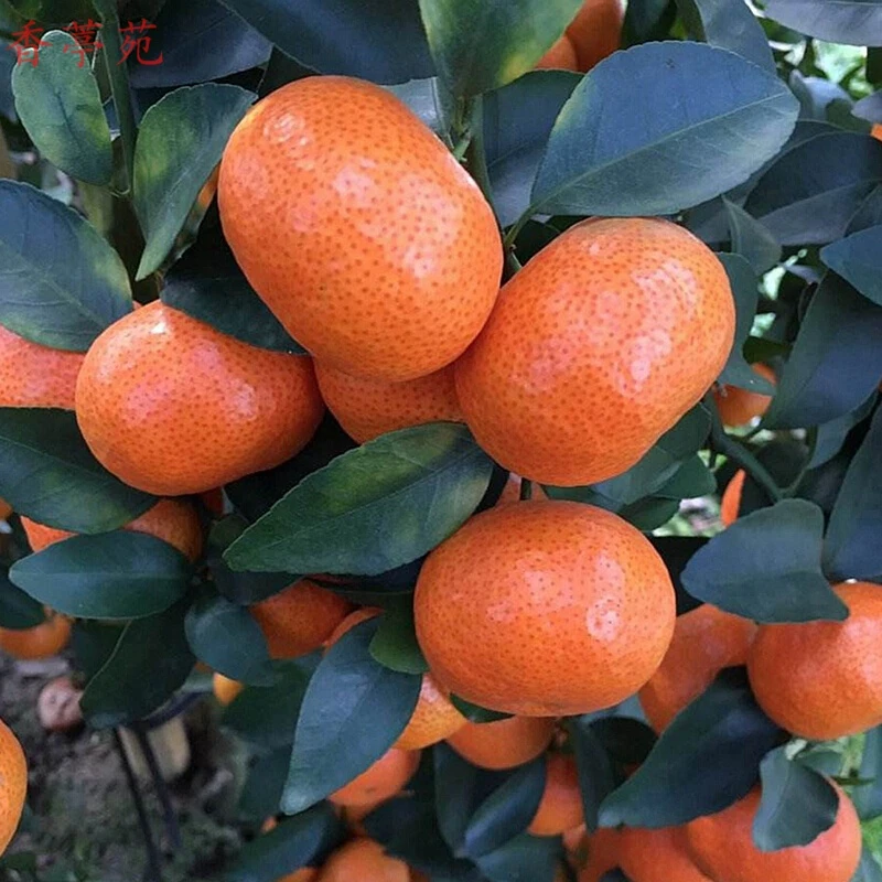砂糖橘金桔带花苞花卉观花绿植物盆栽月季蔷薇室内庭院阳台四
