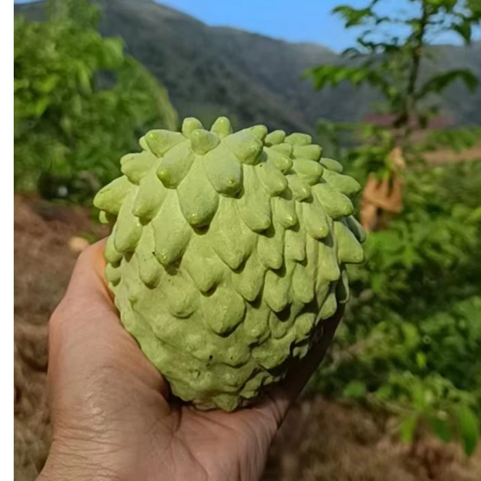 粉丝9. 9一斤福利果迦果白色果肉软糯香甜150-200g5斤8-10个果子