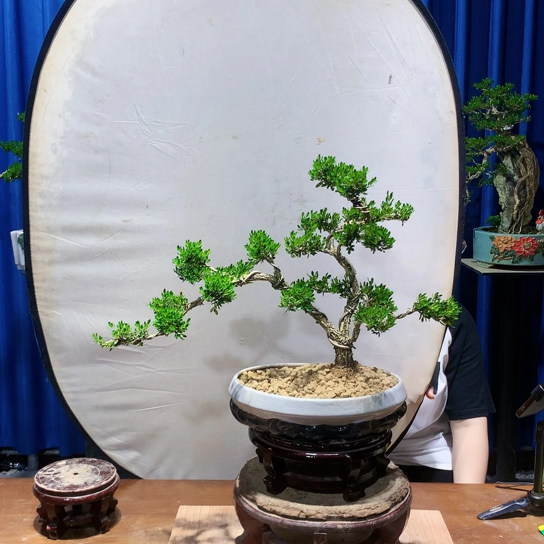 黄杨盆景一物一拍