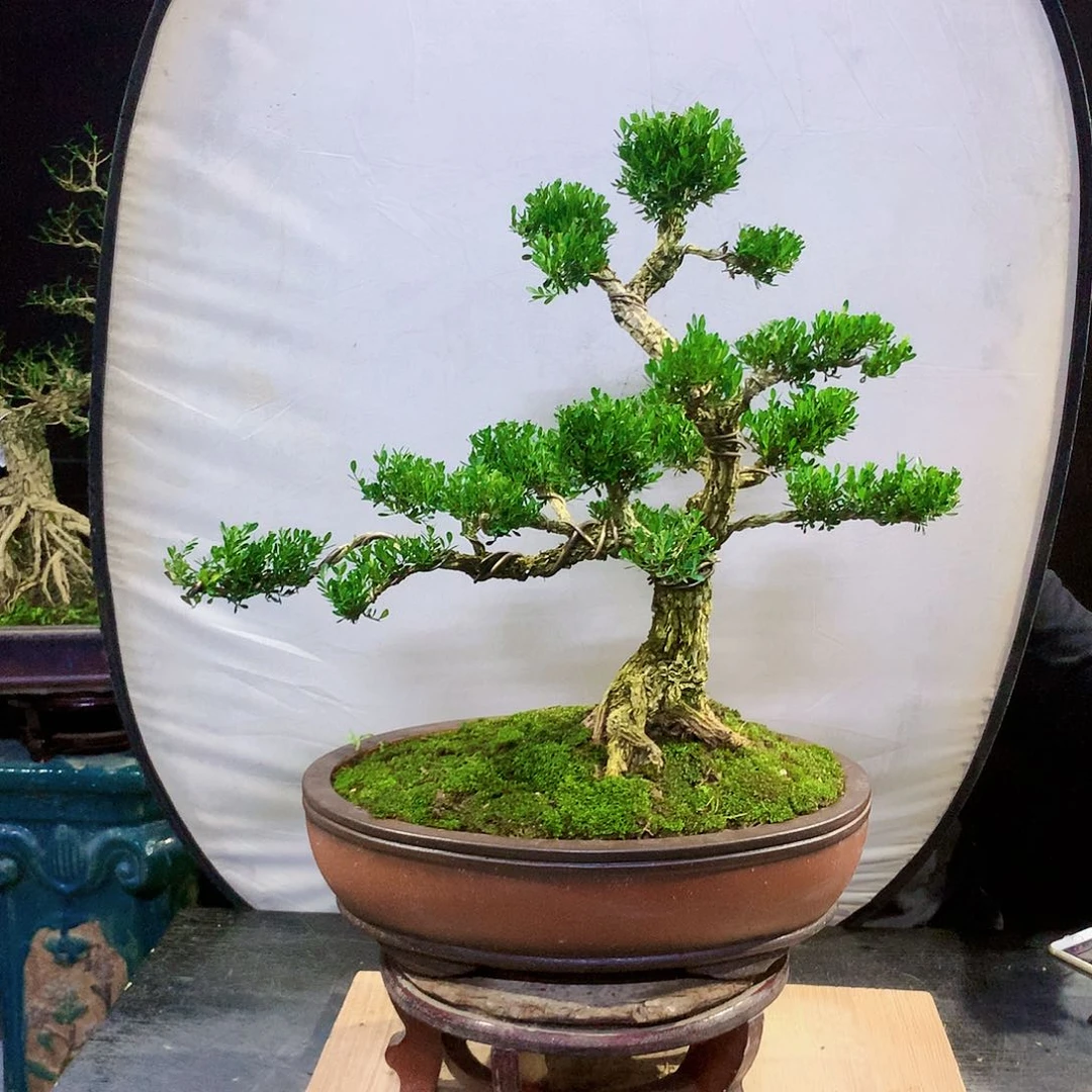 黄杨盆景一物一拍