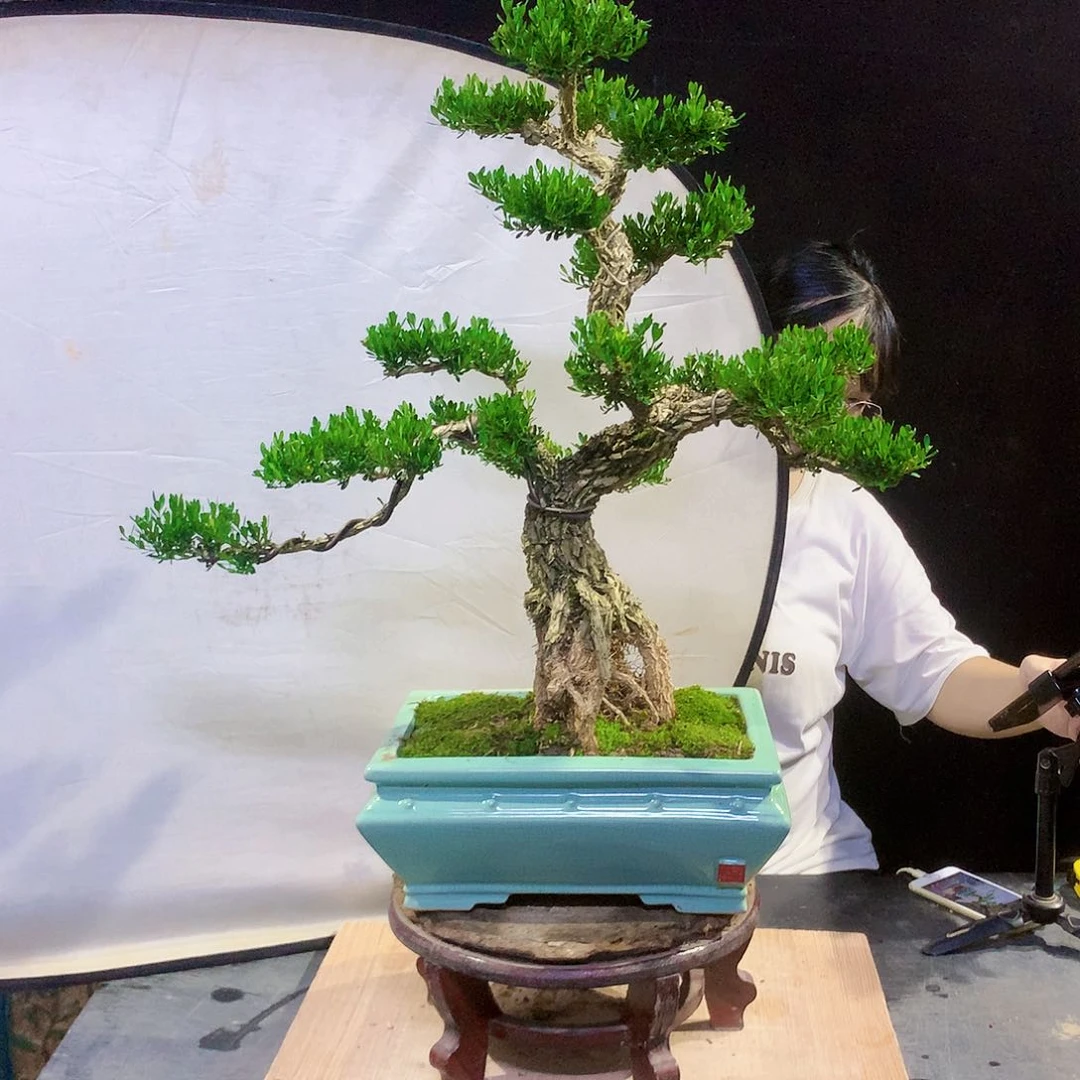 黄杨盆景一物一拍