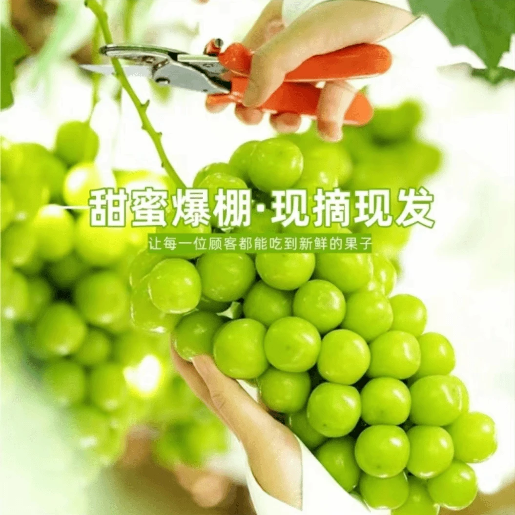 正宗阳光玫瑰晴王纯甜当季新鲜水果现摘现发