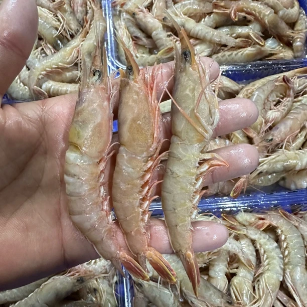 惠来神泉港胖头卢虾。