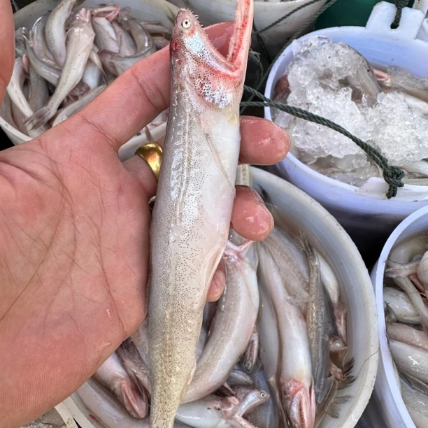 惠来神泉港豆腐鱼。