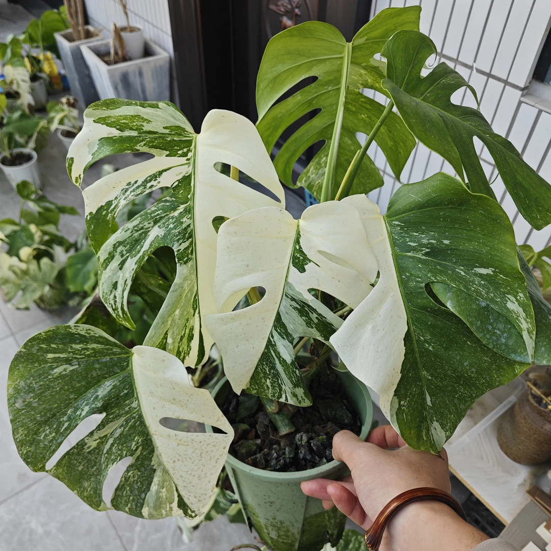 热植 白锦龟背竹 雪花锦 阴阳锦 ins网红热植 直播间有效