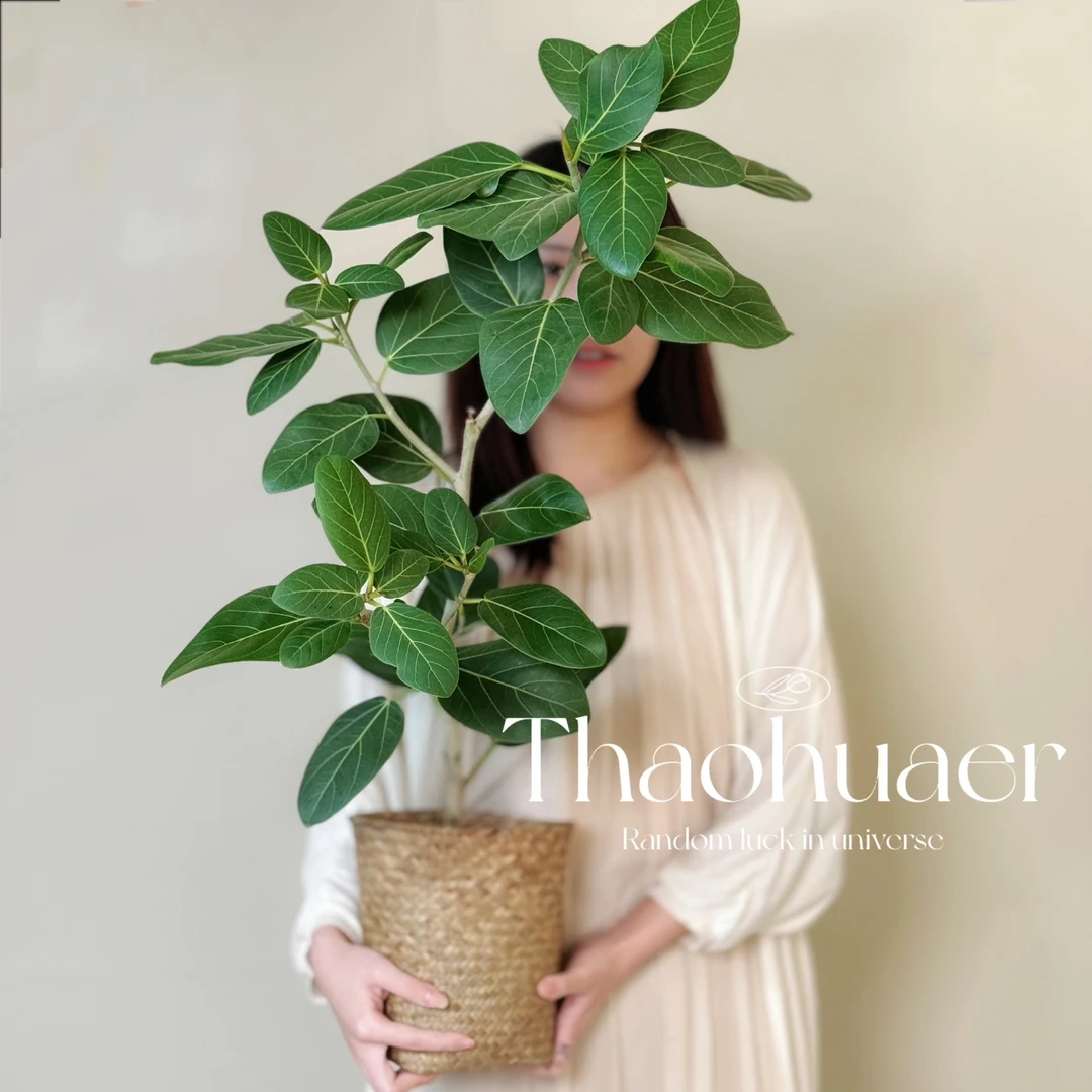 富贵榕盆栽造型绿植室内客厅观叶大型植物花叶榕青叶