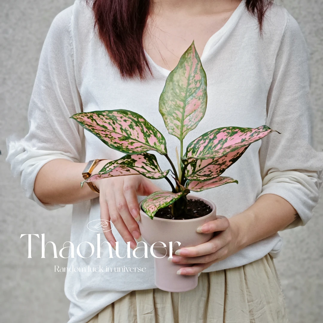 红吉祥如意皇后王后乔迁搬家好养办公室吉利客厅盆栽绿植