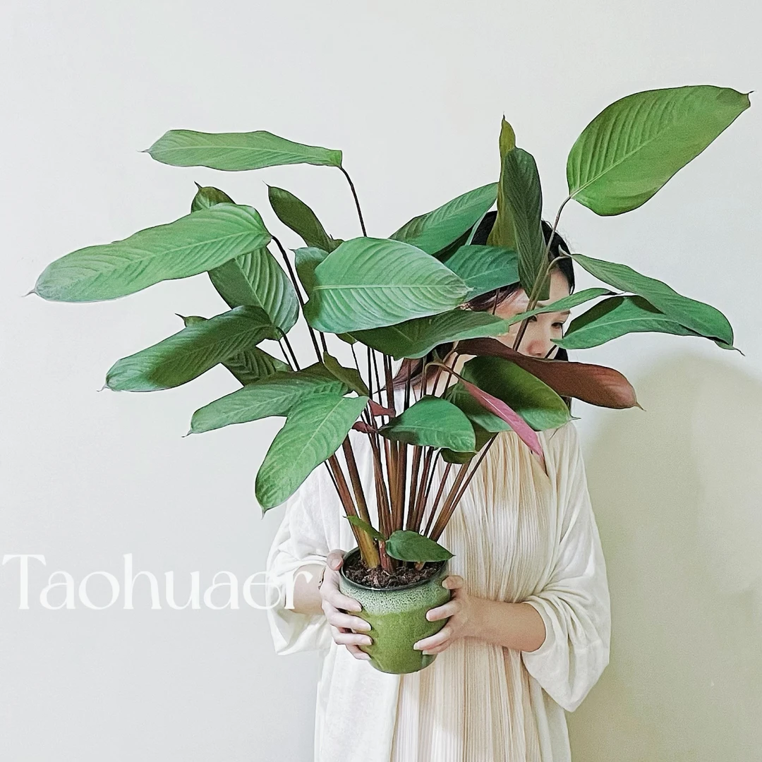 变色龙绿植室内大型盆栽客厅办公室网红观叶植物落地大号四季好养