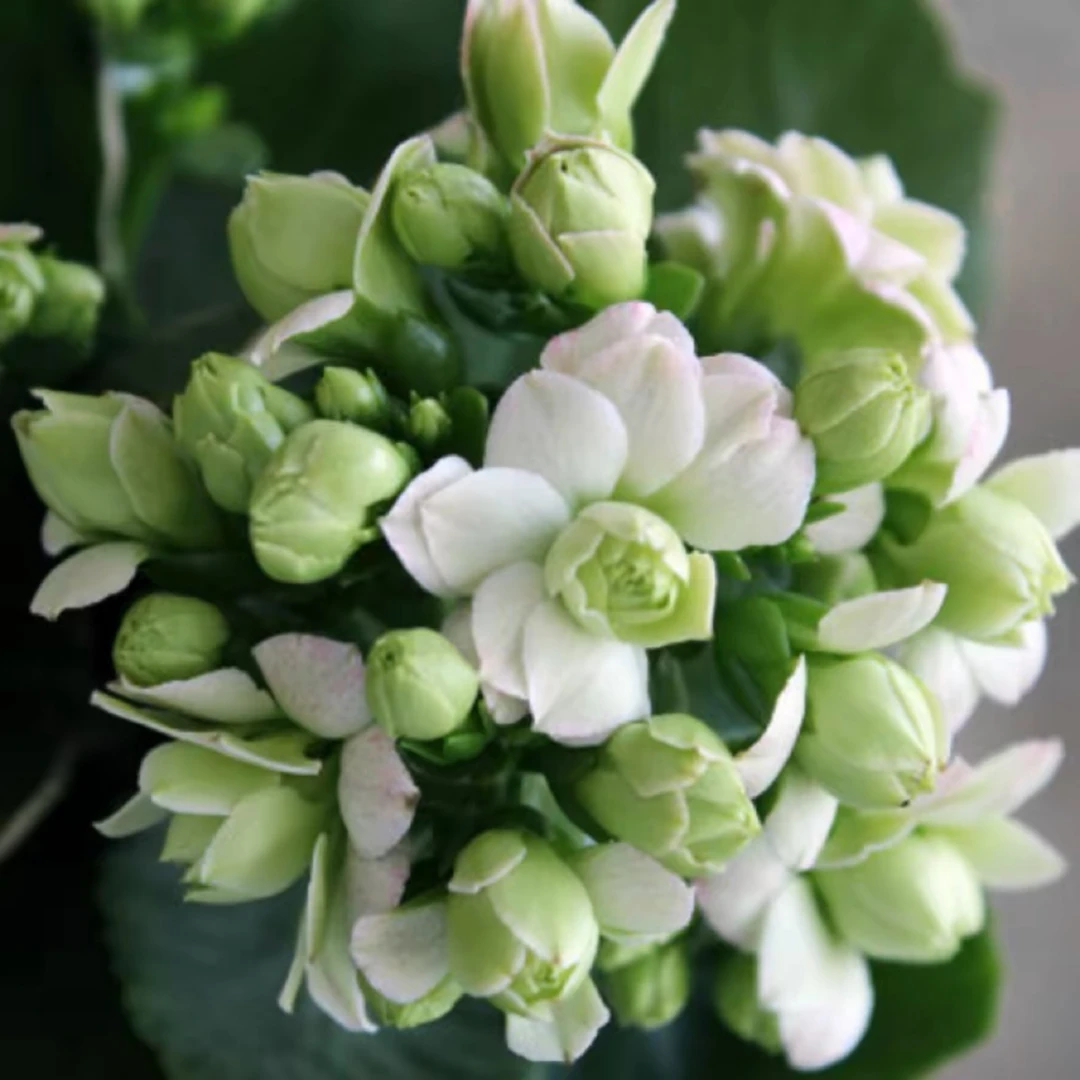 【绿巴黎 】长寿花盆栽单瓣带花苞花卉植物室内四季开花好养