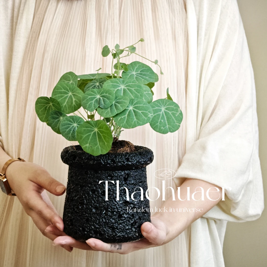 山乌龟爬藤植物盆栽地栽金不换阳台花园室内庭院小区绿植花卉盆景