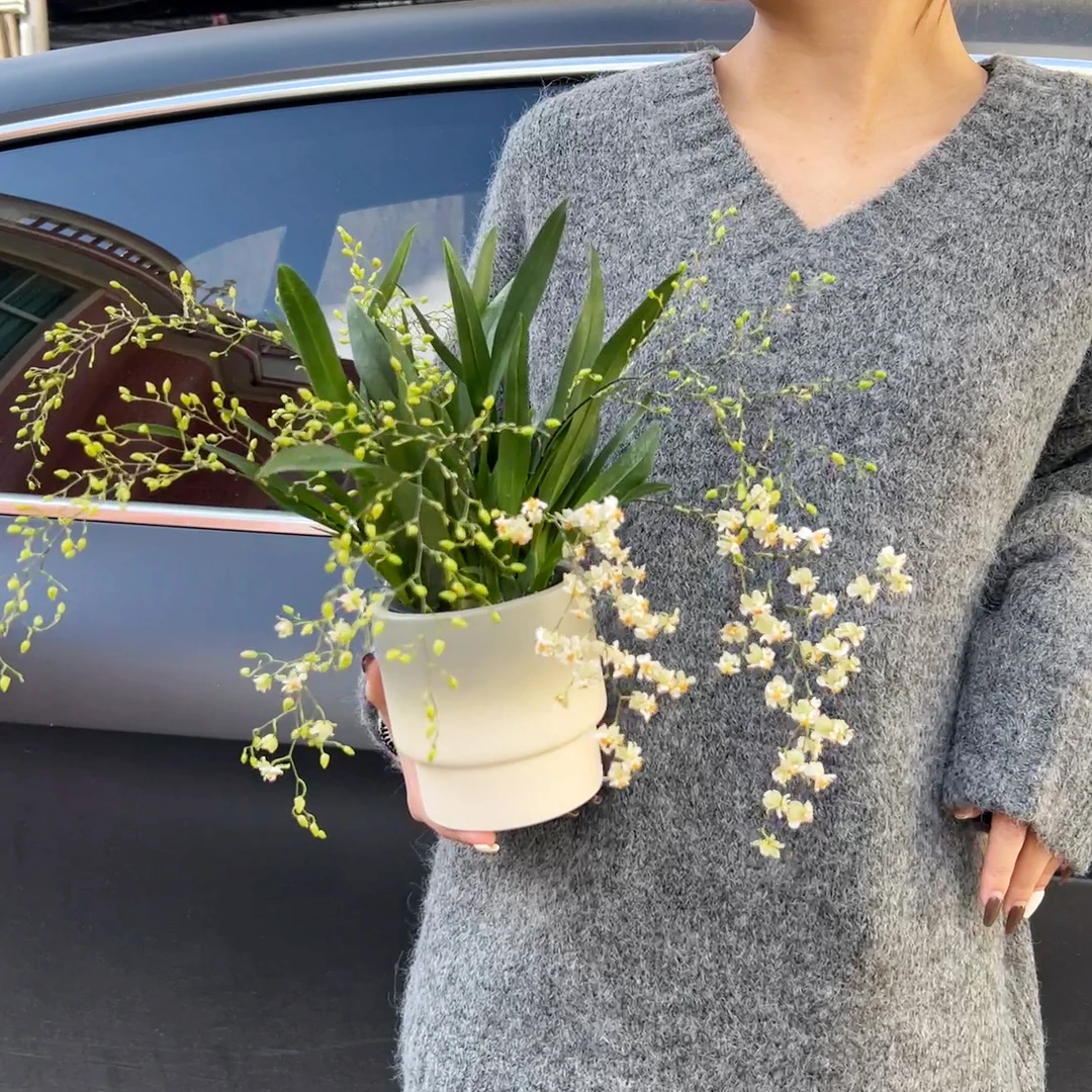 梦香兰 冬季耐寒植物 好养浓香开花盆栽 年宵花