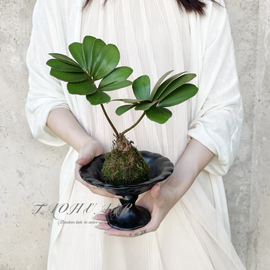 墨西哥铁树幸运草办公室内电脑桌面绿植花卉迷你盆栽高档墨铁