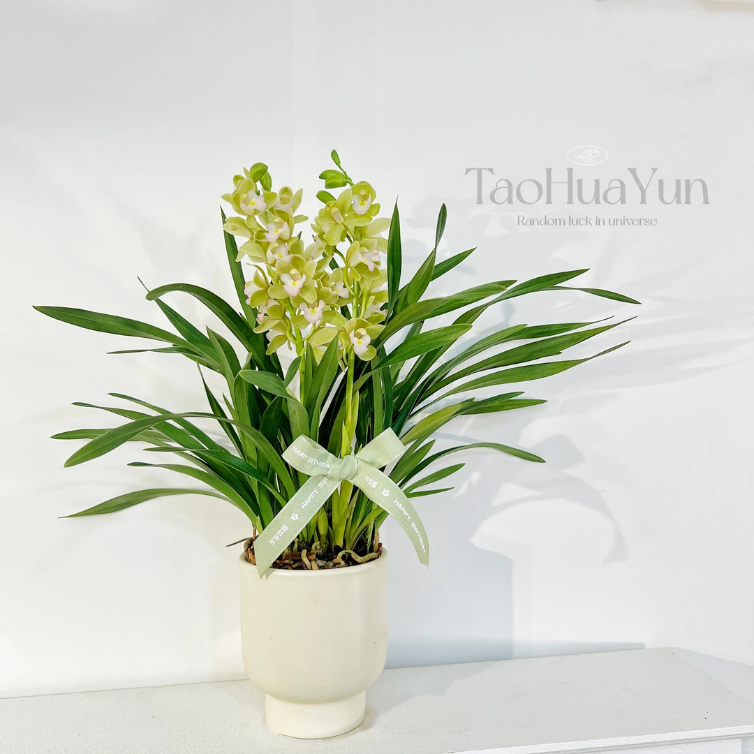 香兰花期长精品带花苞花剑拱兰盆栽过年春节新年宵花卉植物
