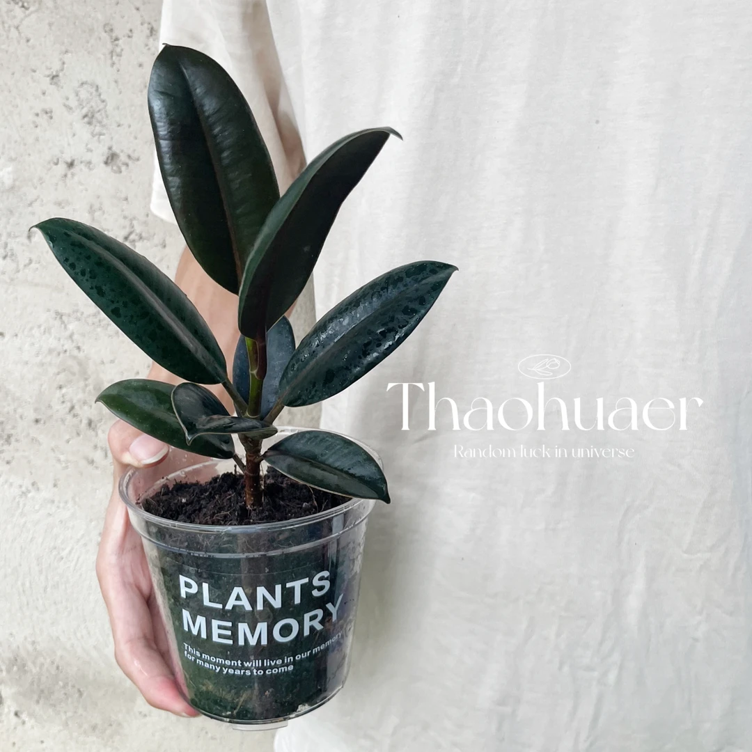 橡皮树绿金刚造型大盆栽绿植客厅办公室大型室内四季好养