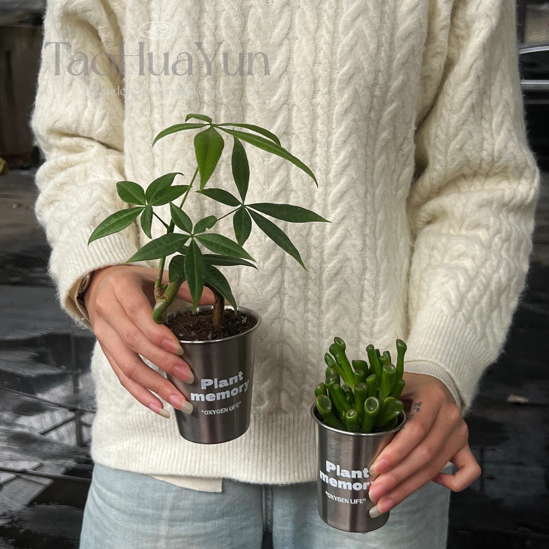 发财树 办公室桌面好养绿植盆栽