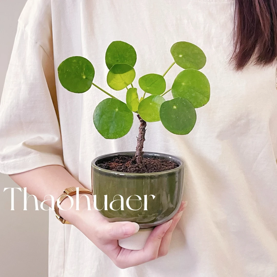 镜面草盆栽金钱草网红绿植室内办公桌耐阴植物好养老桩迷你盆景