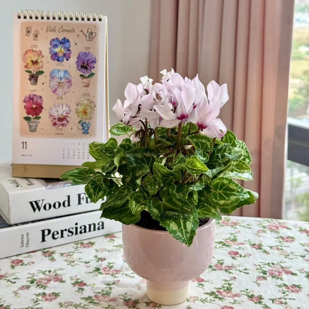仙客来盆栽带花苞适合室内阳台花卉易活植物四季好养开花绿植花苗