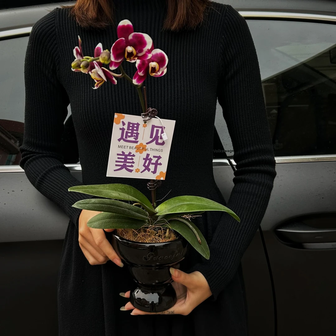 稀有品种巧克力蝴蝶兰专业培育基地盆栽带花苞绿植室内四季好养