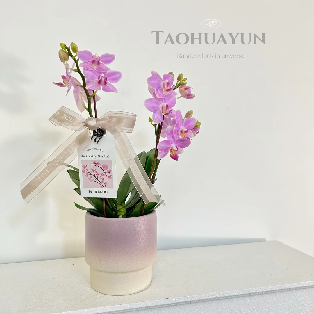 稀有品种粉精灵蝴蝶兰专业培育基地盆栽带花苞绿植室内四季好养