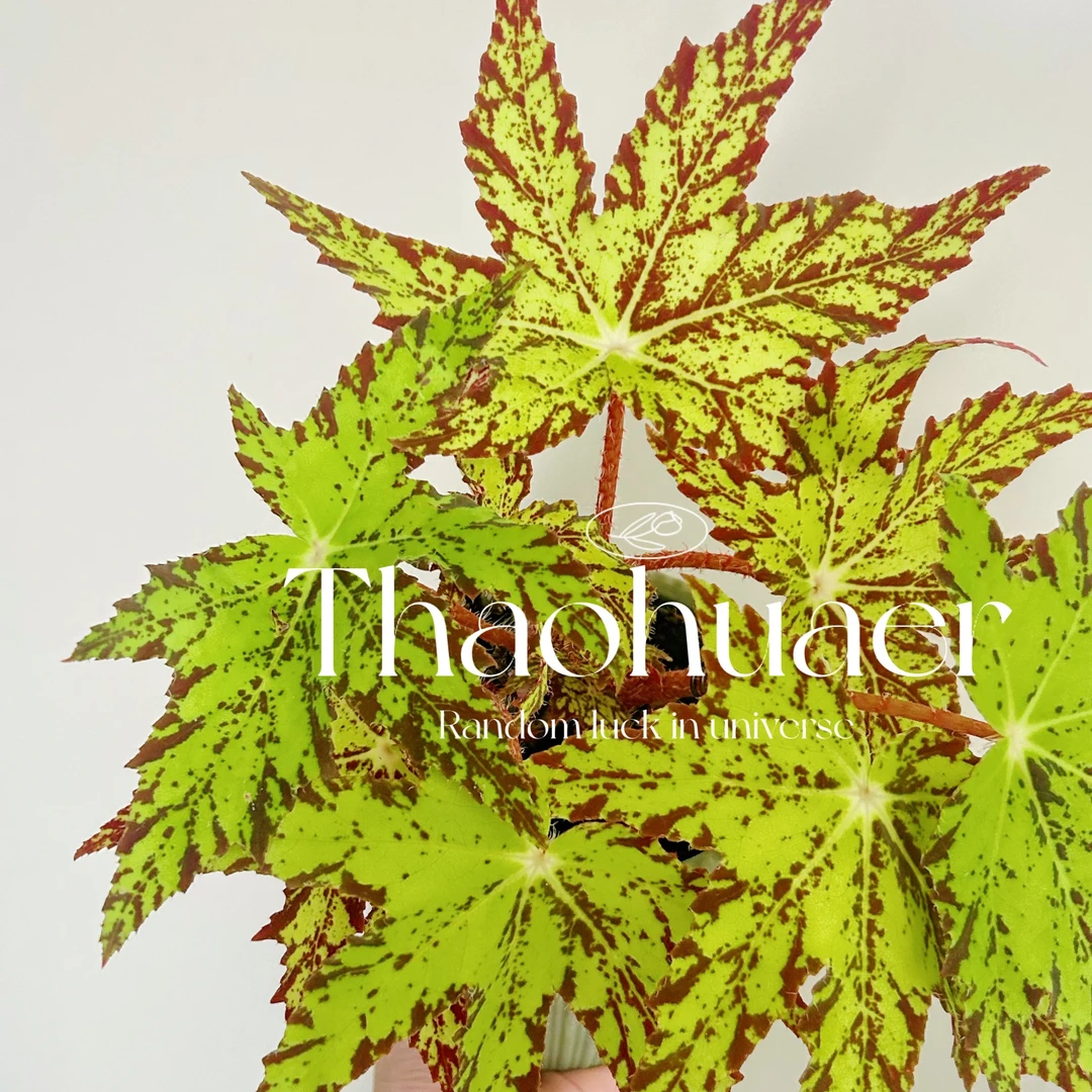 几何秋海棠粉色系秋海棠热带绿植ins网红植物