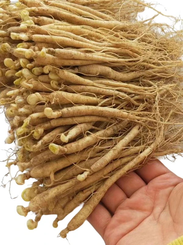 原产地现挖鲜人参【6克左右】泡茶煲汤