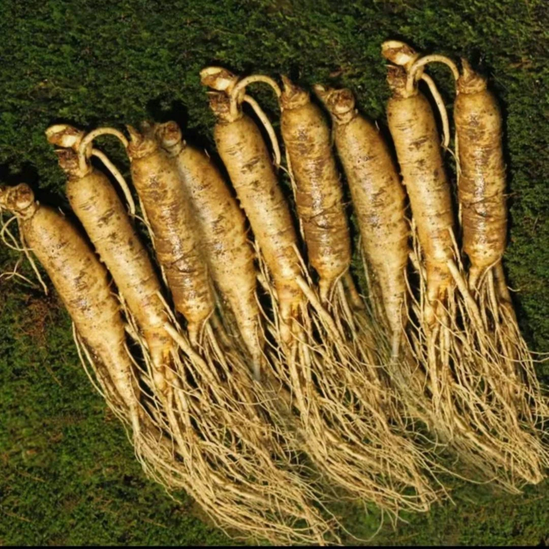 现挖 鲜人参 单支 20g 左右（10支）