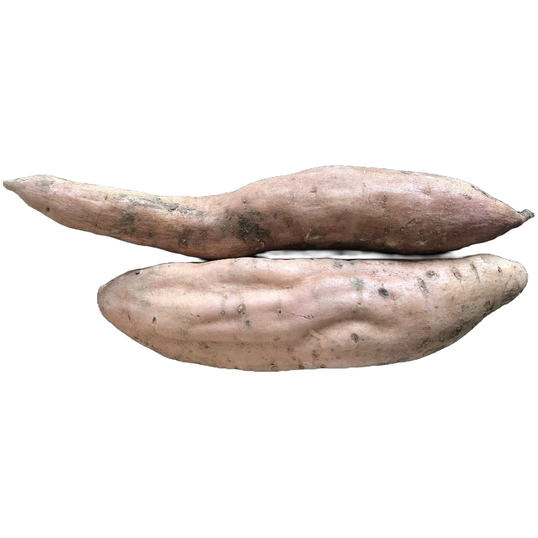 阜浩哈密冰糖蜜薯（单果2-8两）东北的白雪公主软糯绵甜似冰糖好吃