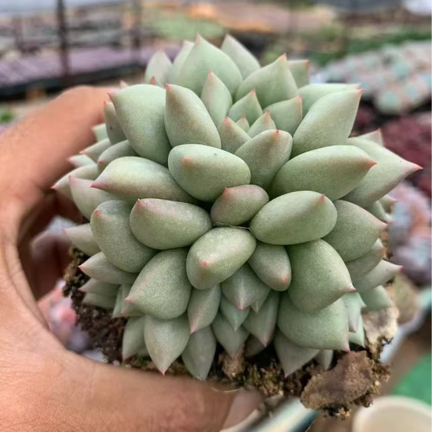 精控自然群生象牙群【多肉植物】以直播间为准